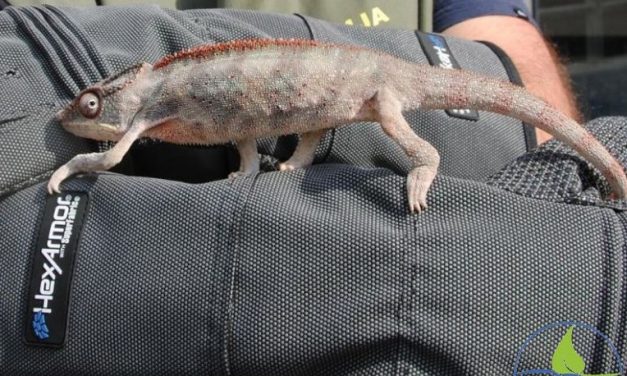 Fokozottan védett állatokat foglaltak le Újvidéken és Pancsován