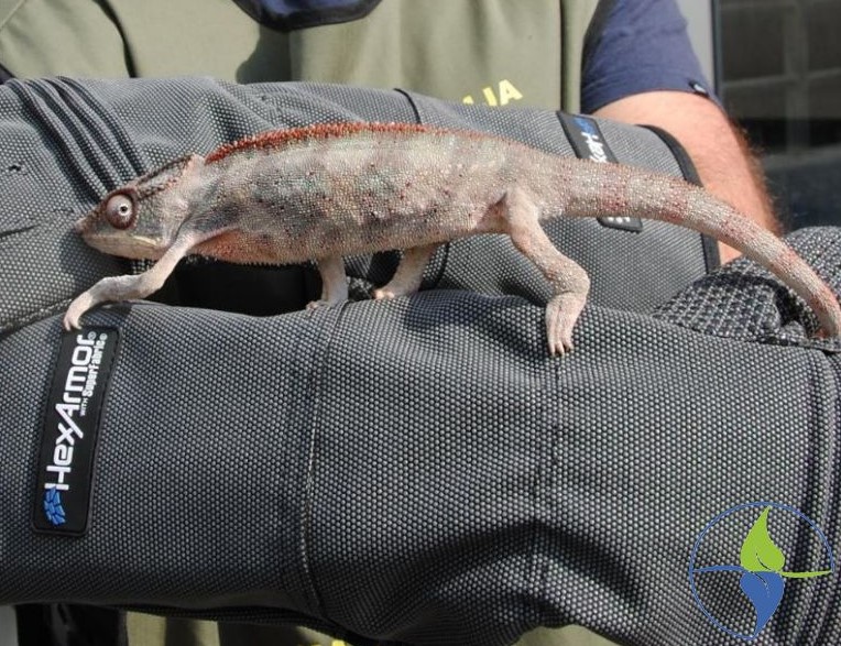 Fokozottan védett állatokat foglaltak le Újvidéken és Pancsován