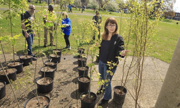 Több mint 200 millió fát ültettek el egyetlen nap alatt Etiópiában