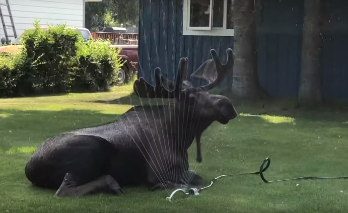 <span class="entry-title-primary">Szokatlan hőség Alaszkában</span> <span class="entry-subtitle">Olyan meleg van, hogy a jávorszarvasok már a kertvárosi locsolóknál hűsölnek</span>