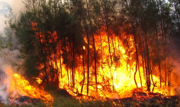 Az erdőtüzek miatt vezessenek be rendkívüli állapotot!