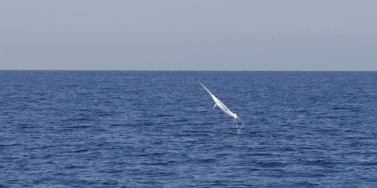 Montenegró: Kardhal okozott pánikot egy budvai strandon (Videó)