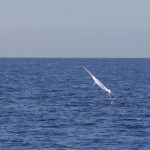 Annyira kiürült az Adria, hogy a delfinek már a halászoktól lopnak halat