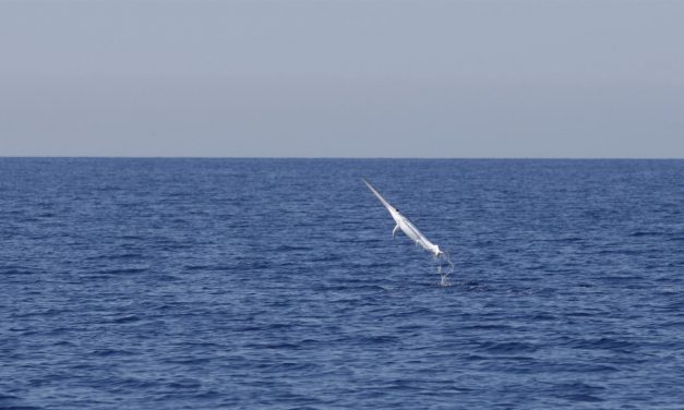 Montenegró: Kardhal okozott pánikot egy budvai strandon (Videó)