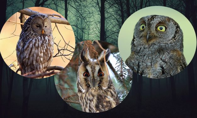 Csodás baglyok versenyeznek az év madara címért