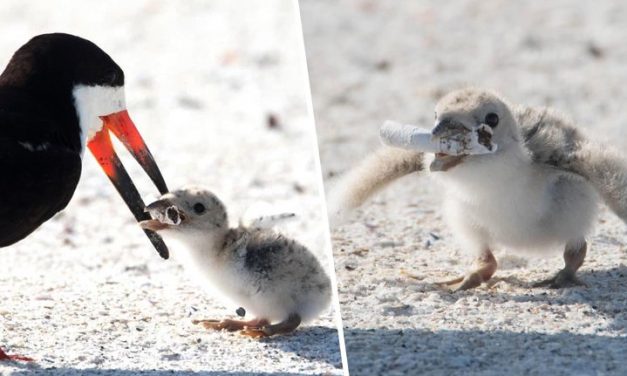 Fiókáját csikkel etető madarat fényképeztek egy floridai tengerparton