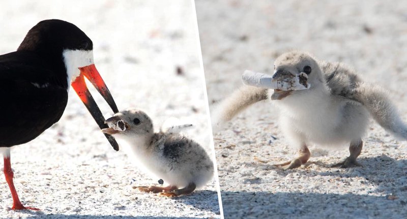 Fiókáját csikkel etető madarat fényképeztek egy floridai tengerparton