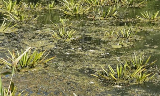 Tömeges halpusztulás Petrőcnél