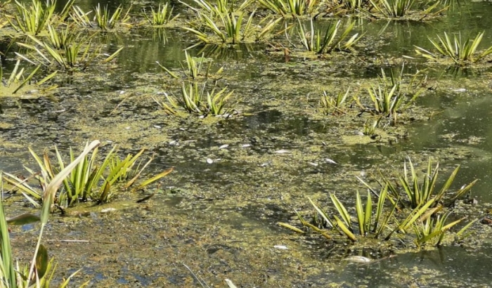 Tömeges halpusztulás Petrőcnél