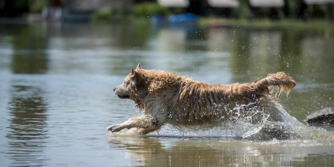 Pécs: Strand, kutyák számára (Fotó)