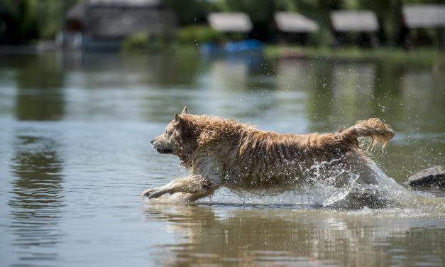 Pécs: Strand, kutyák számára (Fotó)