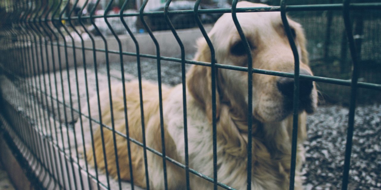 A kutyák elaltatása miatt feljelentik a topolyai Komradot