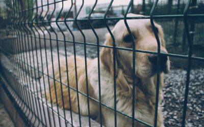 A kutyák elaltatása miatt feljelentik a topolyai Komradot