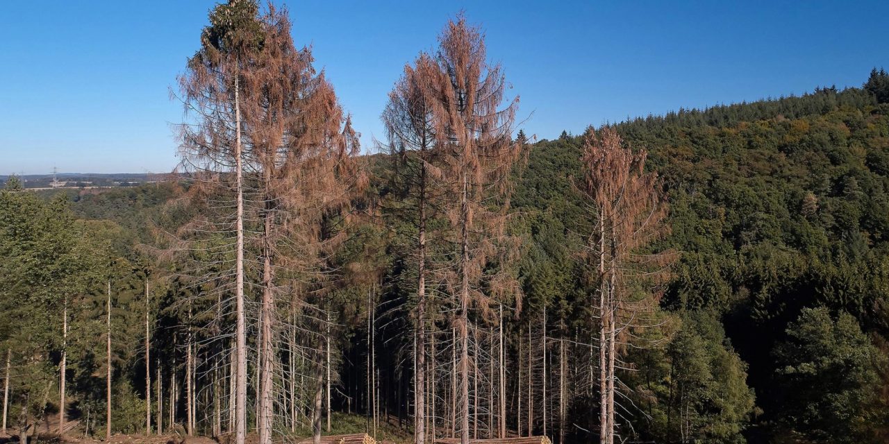 Klímaváltozás: Több milliárd euró kár keletkezett a német erdőkben