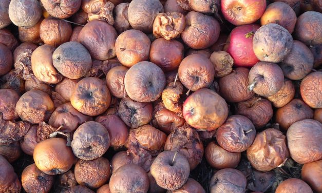 Rothadt és vegyszerrel kezelt gyümölcsből készült termékeket árultak organikusként