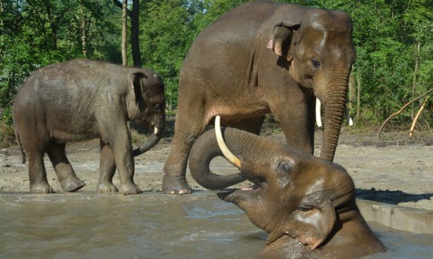 Szegedi esti állatkertséta