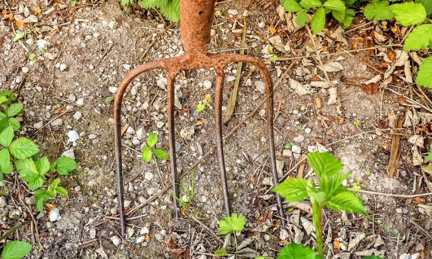 Vasvillás gyilkosság: Megbeszélték, hogy nem főznek, aztán összevesztek az ebéd miatt