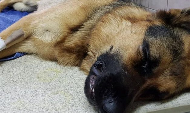 Feszítővassal ütötték a kutyát a betörők