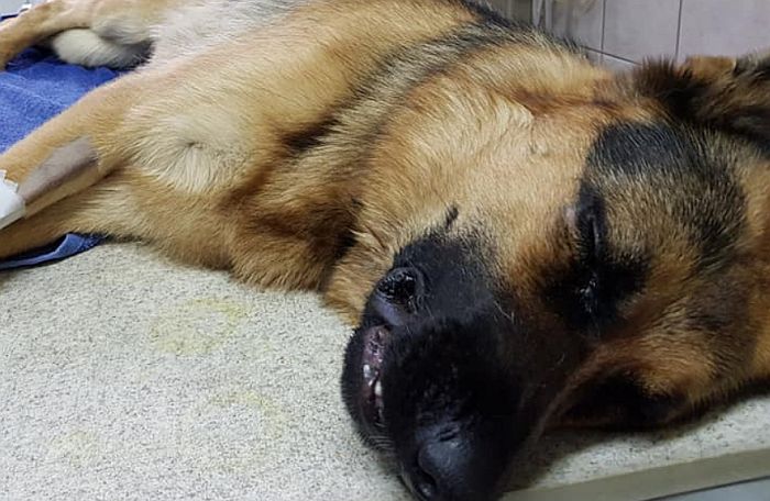 Feszítővassal ütötték a kutyát a betörők