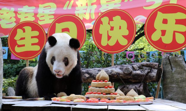 A világ legidősebb, fogságban élő óriáspandája 37 éves lett