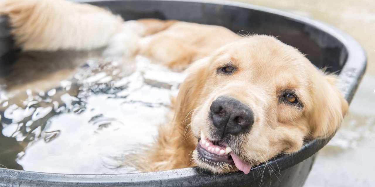 Óbecsén és Nagybecskereken vörös riasztás van érvényban, 41 fok is lehet