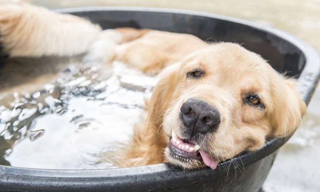 Óbecsén és Nagybecskereken vörös riasztás van érvényban, 41 fok is lehet