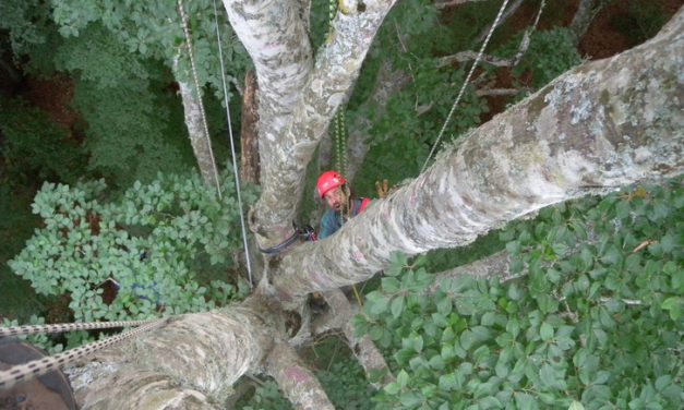 Megtalálták Európa legöregebb bükkfáját