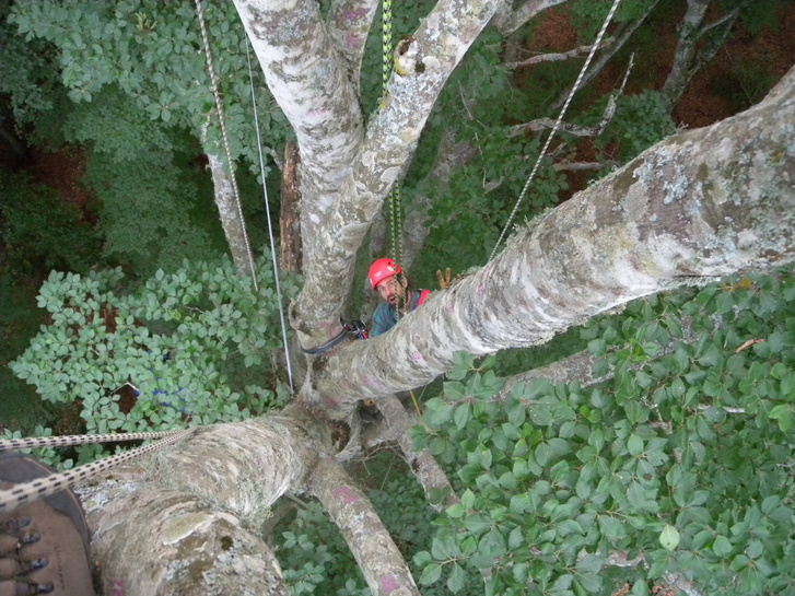 Megtalálták Európa legöregebb bükkfáját