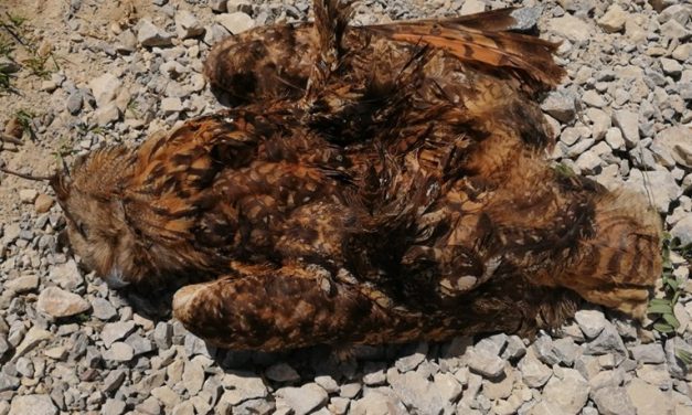 Nagyon ritka és védett fülesbaglyot ölt meg a magasfeszültségű áramvezeték Vajdaságban