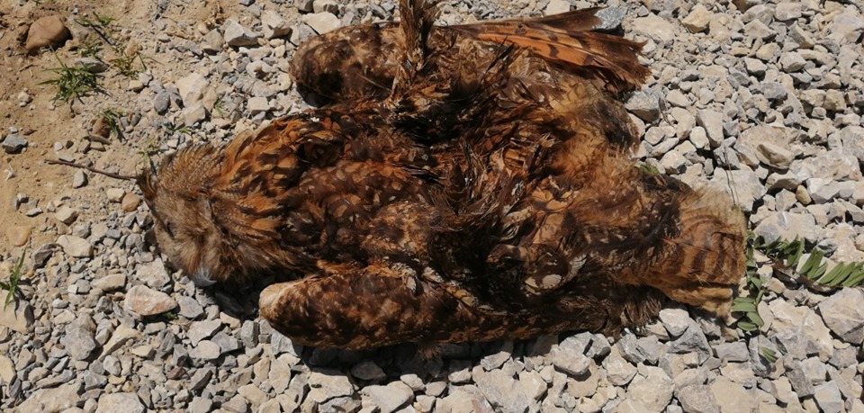 Nagyon ritka és védett fülesbaglyot ölt meg a magasfeszültségű áramvezeték Vajdaságban