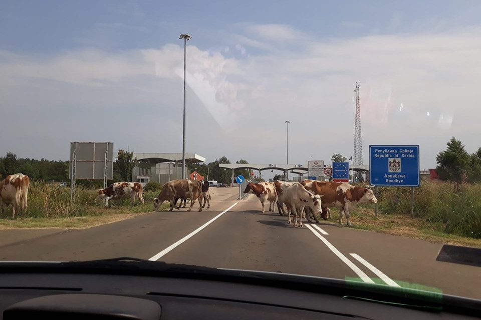 Határhelyzet: Negyedóra és tíz tehén