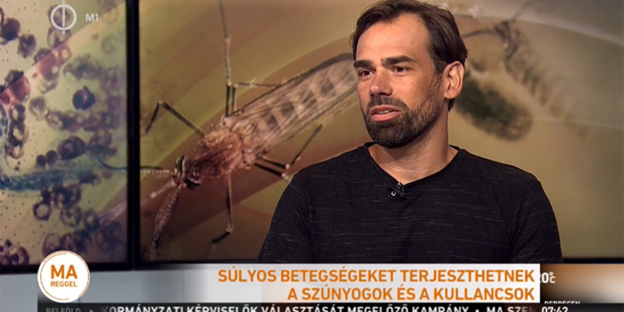 <span class="entry-title-primary">Távolról idehurcolt szúnyogfajok szívják a vérünket</span> <span class="entry-subtitle">Veszélyes lehet az egzotikus ízeltlábúak elterjedése</span>