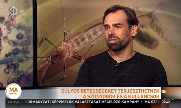 <span class="entry-title-primary">Távolról idehurcolt szúnyogfajok szívják a vérünket</span> <span class="entry-subtitle">Veszélyes lehet az egzotikus ízeltlábúak elterjedése</span>