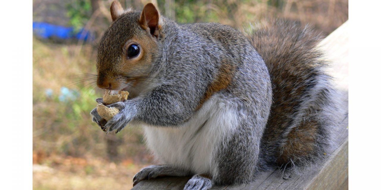 <span class="entry-title-primary">Szivárványhíd emléknap</span> <span class="entry-subtitle">Háziállataink is megérdemelnek egy napot</span>