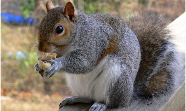 <span class="entry-title-primary">Szivárványhíd emléknap</span> <span class="entry-subtitle">Háziállataink is megérdemelnek egy napot</span>