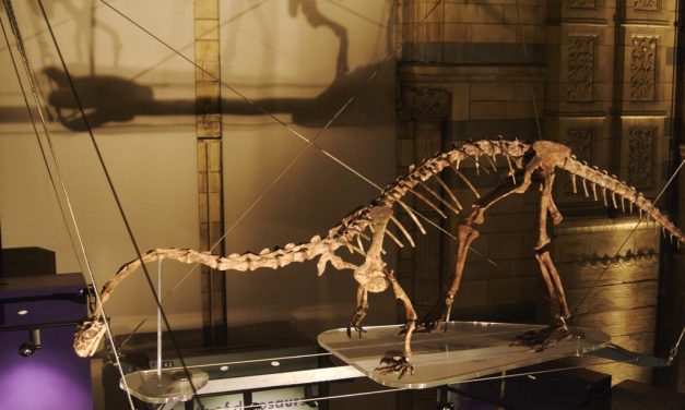 Új dinoszauruszfajt azonosítottak