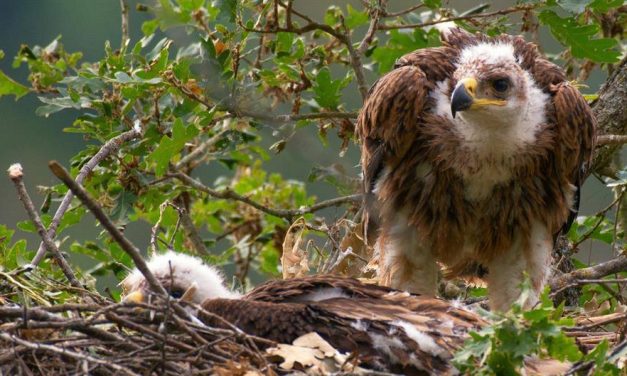 Ókereszttúr: Lefilmezték Boro és Erzsike fiókáinak a kirepülését (VIDEÓ)
