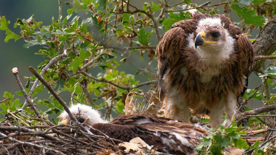 Ókereszttúr: Lefilmezték Boro és Erzsike fiókáinak a kirepülését (VIDEÓ)