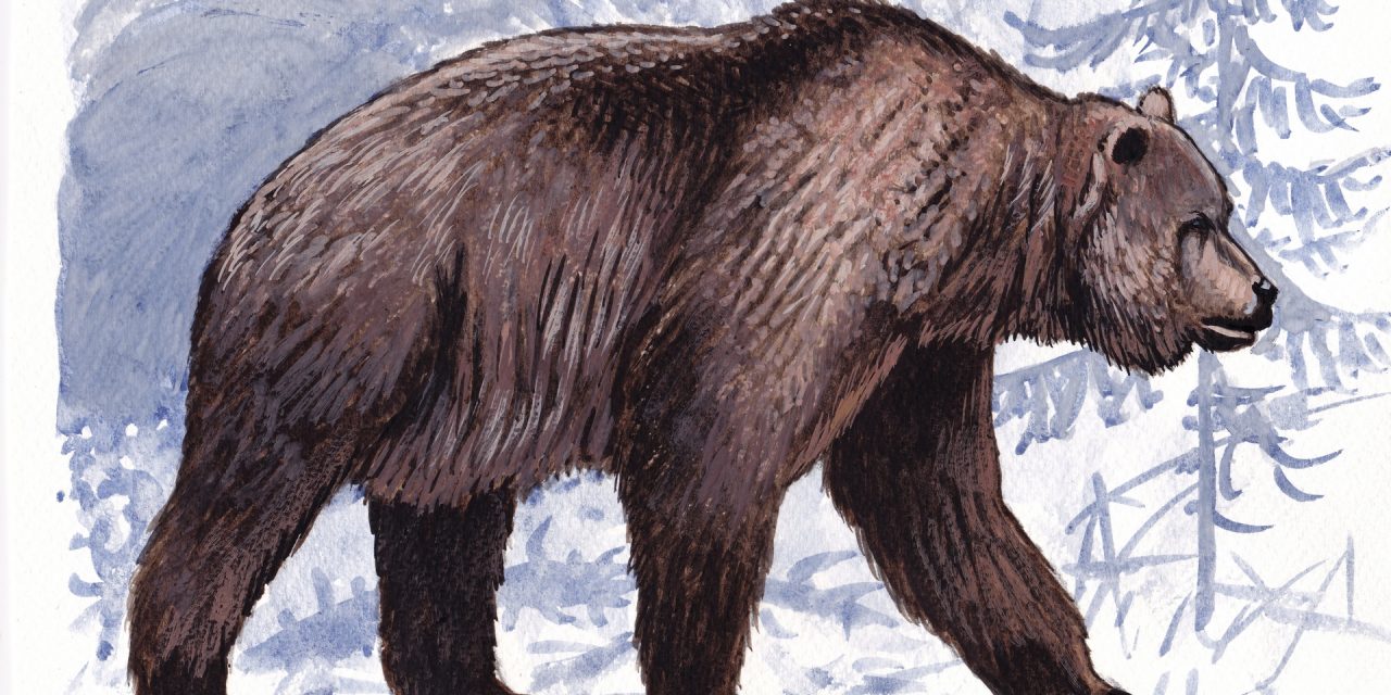 A barlangi medve kihalása az ember számlájára is írható
