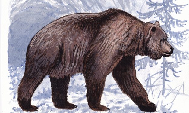 A medve, a kislány és a média