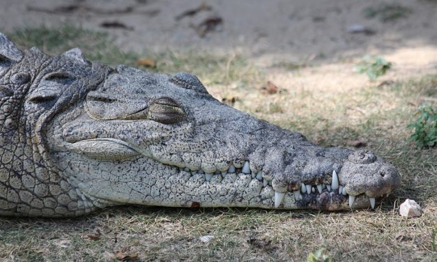 Krokodiltámadás áldozatául esett egy tízéves fiú a Fülöp-szigeteken