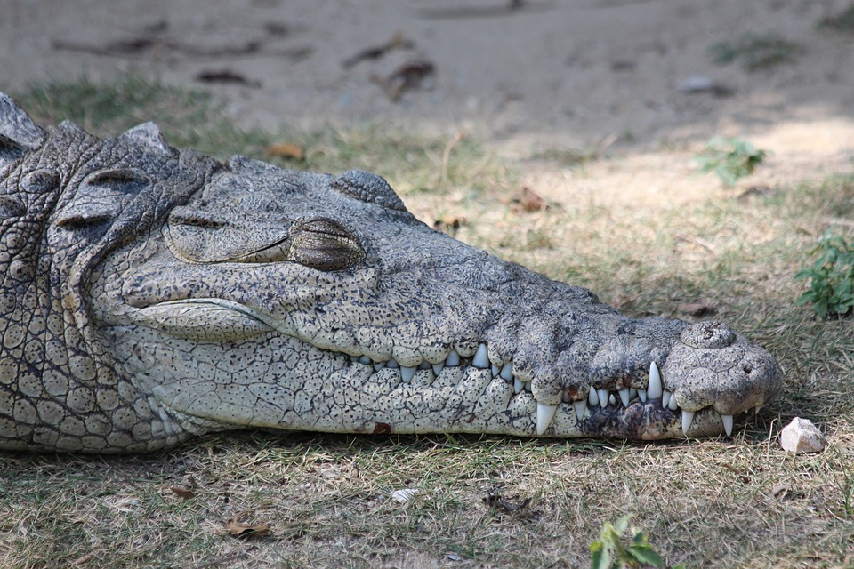 Krokodiltámadás áldozatául esett egy tízéves fiú a Fülöp-szigeteken