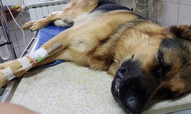 Horvátország: A betörők halálra verték Rexet, az emberéleteket mentő tűzoltókutyát