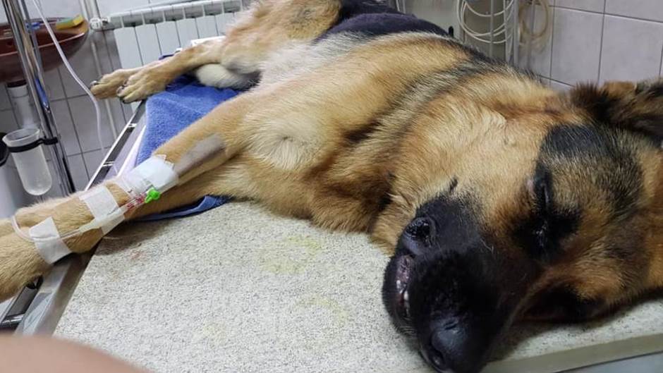 Horvátország: A betörők halálra verték Rexet, az emberéleteket mentő tűzoltókutyát