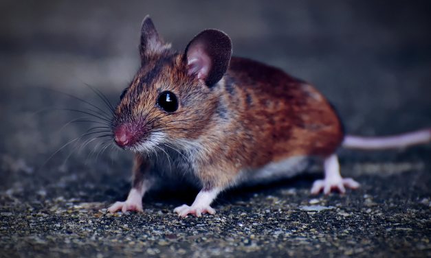 Rágcsálóirtás Szabadkán