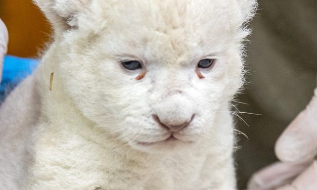 Már a kifutóban látható a Szegeden született fehér oroszlánkölyök