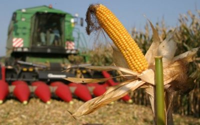 Nem érdemes és nincs kinek eladni a kukoricát és a búzát
