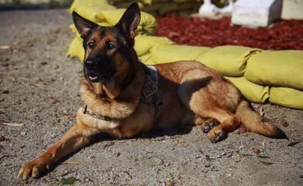 Valaki szándékosan mérgezi a kutyákat Pancsován