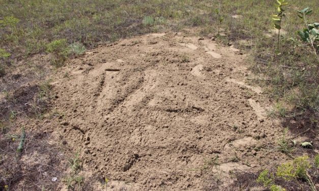 Bálamadzaggal az autó után kötötte a kutyáját