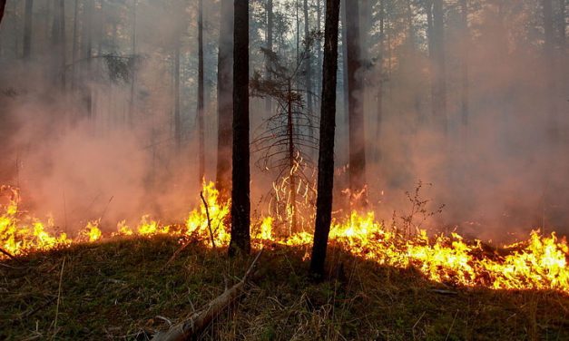 Egy évszázadra lesz szükség a leégett szibériai erdők regenerálódásához